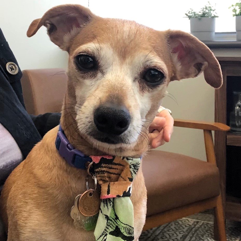 Charlie the dog in a tie